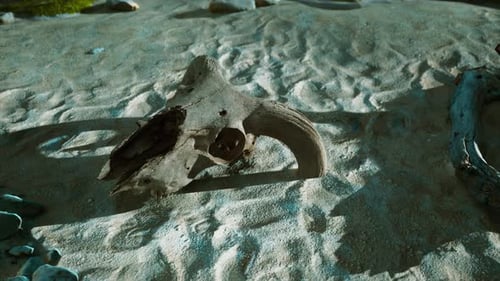 A Close Up of a Animal Skull on a Beach