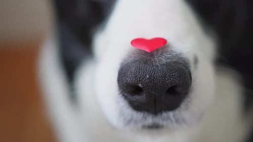 St Valentine's Day Concept Funny Portrait Cute Puppy Dog Border Collie Holding Red Heart on Nose Dog