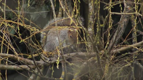 Grey Squirrel Sat On Tree Branch Eating Small Leaves From Thin Branches Close Up UK England Hertford