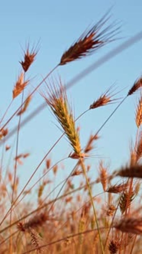 Weeds are blown by the wind during the golden hour