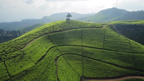 Aerial View of the Mountainous Area with Green Tea Fields