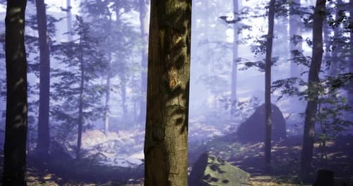 Morning Sunlight Filters Through Trees in a Serene Forest
