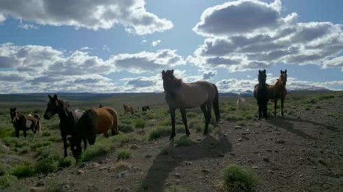 Aerial View of Horses in Patagonian Countryside