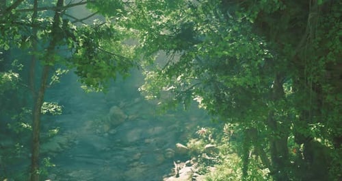 Serene Forest Setting with Soft Sunlight Filtering Through Trees