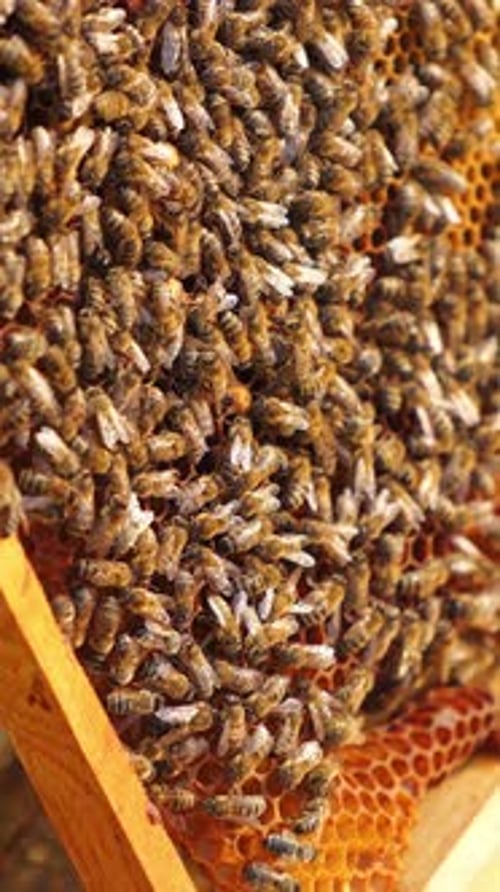 Krähen, arbeitende und fliegende Bienen bauten Honigzellen auf Waben. Nützliche Insekten geben Honig.