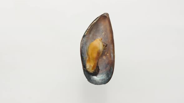 An open shell with a mussel, rotating on a white background. Close-up ...