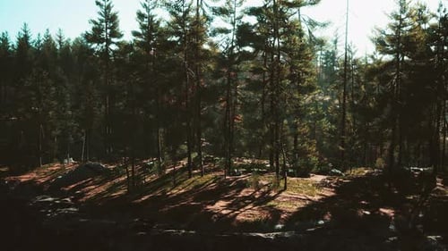 Pine Forest on the Mountainside
