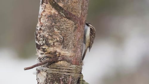 Brown Creeper Bird Moving Up On Tree Trunk With Its Curved Bill To Hunt Insects. closeup