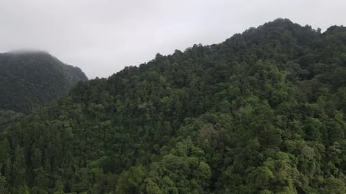 Aerial footage of spruce forest trees on the mountain hills at misty day