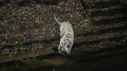 Young White Bengal Tiger, white and black striped fur, playing in a pond.