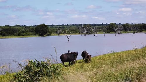 African buffalo in Kruger National park, South Africa