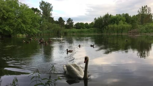weißer Schwan schwimmt im Wasser auf Kamera zu 4k