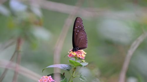 Butterfly on Flowers Drinks Nectar in Tropical Nature