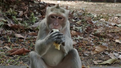 Cynomolgus-Affe, ein süßer Primat mit einem lustigen, haarigen Schwanz, der Futter hält und im Zoo auf Metall sitzt