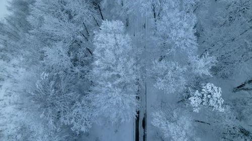 Frozen dying flora of Pieszkowo village woods Poland aerial