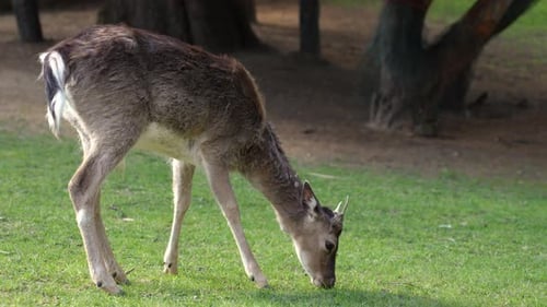 Brown Deer Grazing on Green Grass in Sunlight