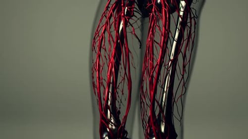 3D Human Circulatory System and Internal Organs Scan