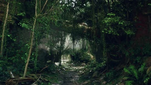 Dirt Path Through Dense Forest Mountain Path