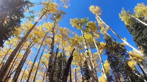Giant Aspen trees covered with golden fall foliage.