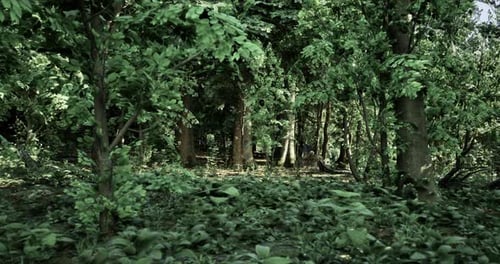 Lush Green Forest with Dense Trees and Foliage in Midday Light