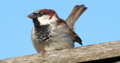 House sparrow watching against the blue sky, France