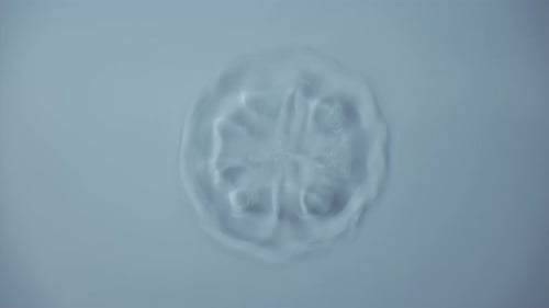 Natural Water Splashing Rings and Ripple Top View Clear Drop of Cosmetic Essence Serum Falling in