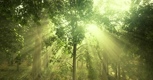 Sunlight Filtering Through Trees in a Serene Forest During Daytime