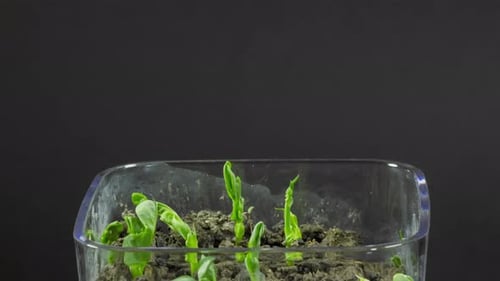 Pea Sprouts Growing Fast in Time Lapse