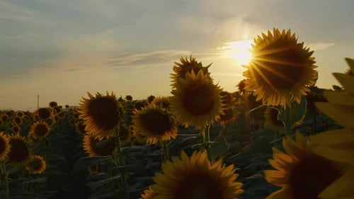 Agriculture Yellow Sunflower Plant In Farm Field In Sunlight 31