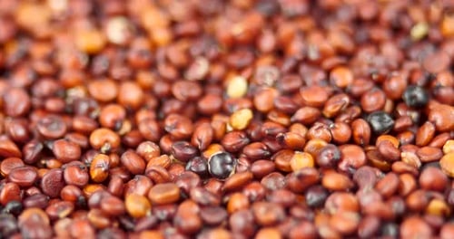 Red Quinoa Seeds Close Up Detail