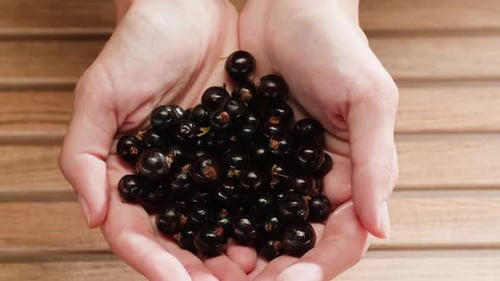 Fresh, Raw Black Currants Held in Hand
