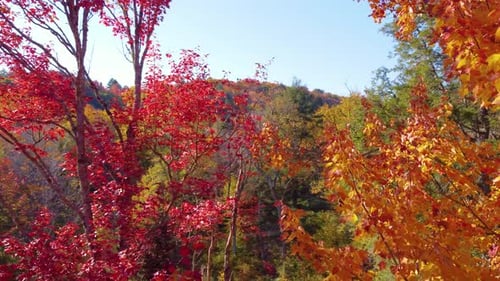 Vibrant red orange yellow leaves flutter in wind as drone flies between maple trees into clearing