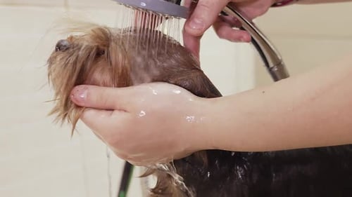 Dog Head Getting Washed with Shower Head