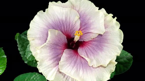 Blooming Hibiscus Flower Time-Lapse on Black Background