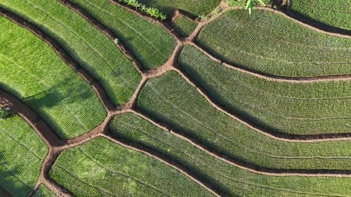 Aerial view from top of rice field landscape