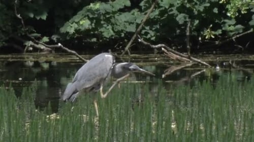 Grey Heron, Ardea cinerea, standing in shallows of lake. June. UK