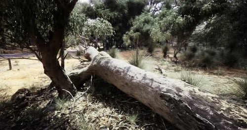 Fallen Eucalyptus Tree Surrounded By Grass and Shrubs in a Forested Area