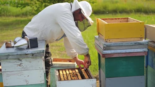 Beekeeper working in his apiary. Frames of a bee hive