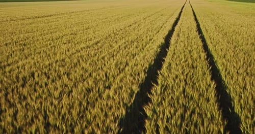Aerial shot of a yellow field of wheat