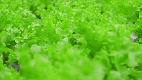 Vibrant Green Lettuce Growing in a Farm
