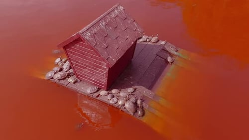 Aerial view, Pond Slider turtles bask in sunrays on water platform in red water at algaу bloom