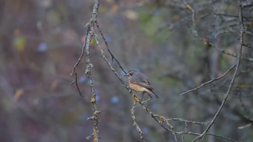 Common Redstart Phoenicurus phoenicurus. The bird sits on a branch and flies away