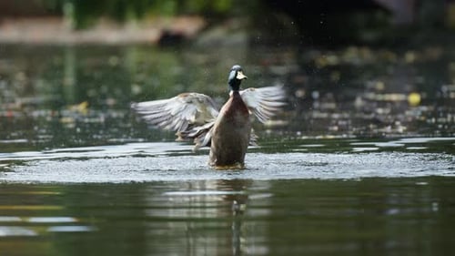 Canard colvert battant des ailes après s'être baigné dans l'eau - Ralenti