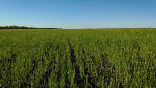 Natural Green Wheat Stalks Blowing in Wind Under Blue Sky in Sunny Day