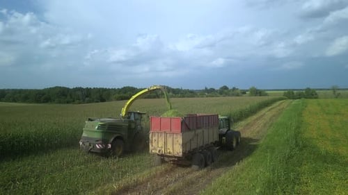 Corn Silage Harvesting with Forage Harvester on Field