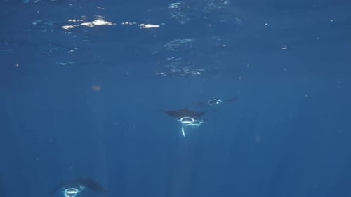 Magnificent Manta Rays Swimming Underwater in the Ocean