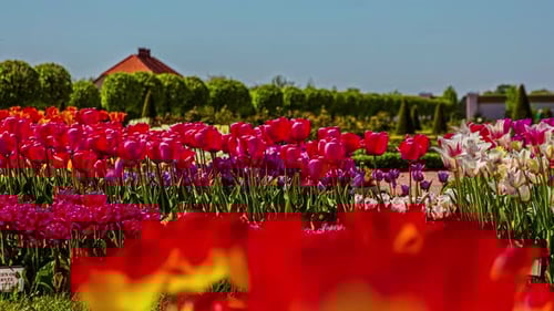 Tourism walking and making pictures at a tulips field. Motion blur timelapse
