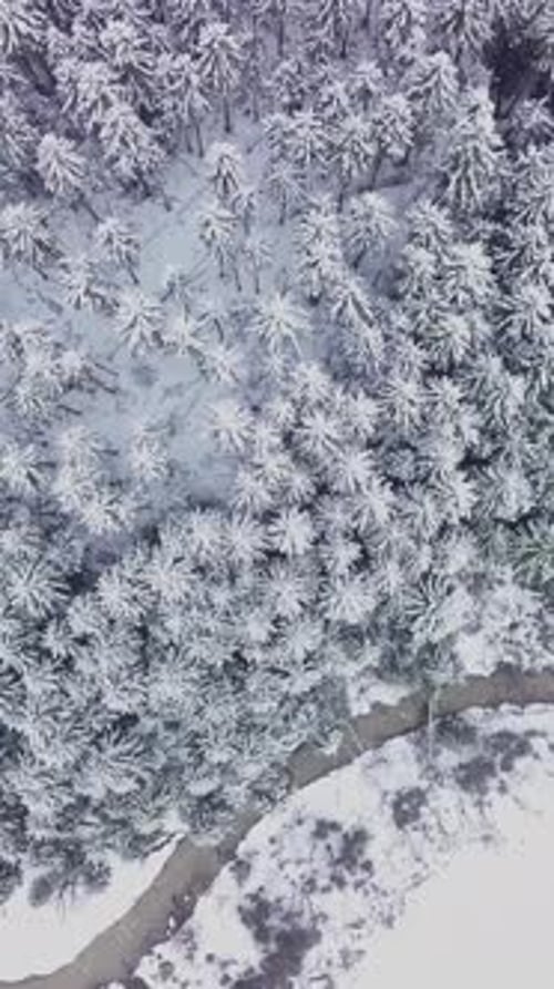 Snowcovered Forest Reveals Winding River in Aerial View During Winter Season
