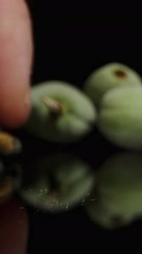 Vertical video. A male hand arranges green almonds on the black table. Dolly slider, close-up.