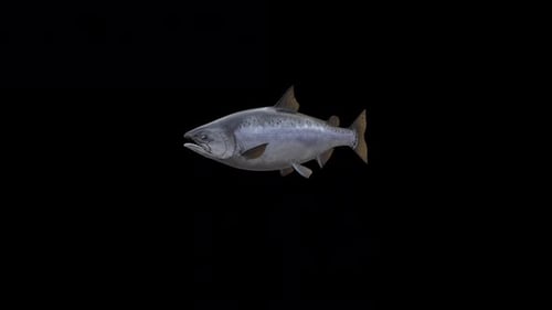 Salmón Chinook